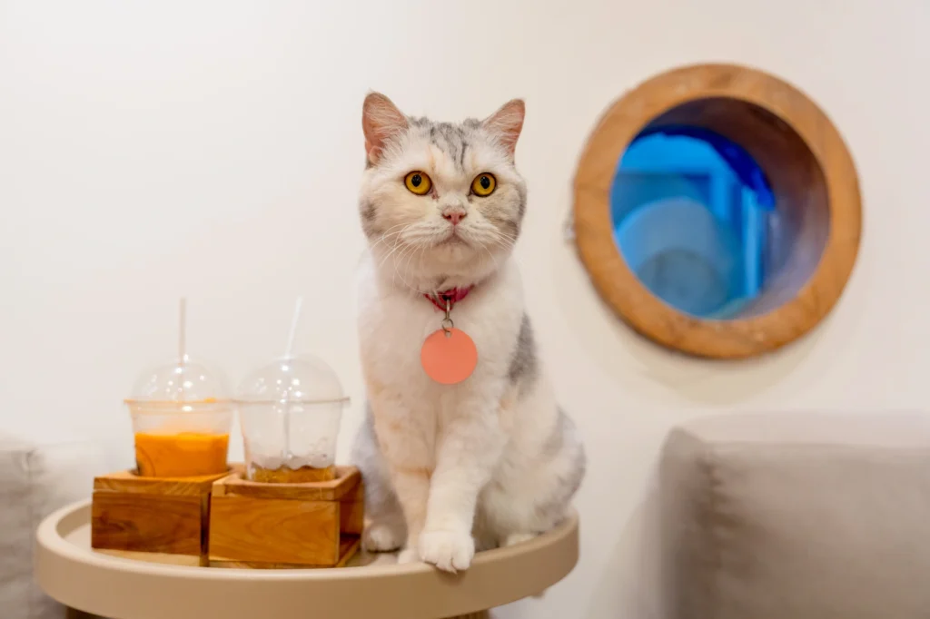 British kedi rehberi