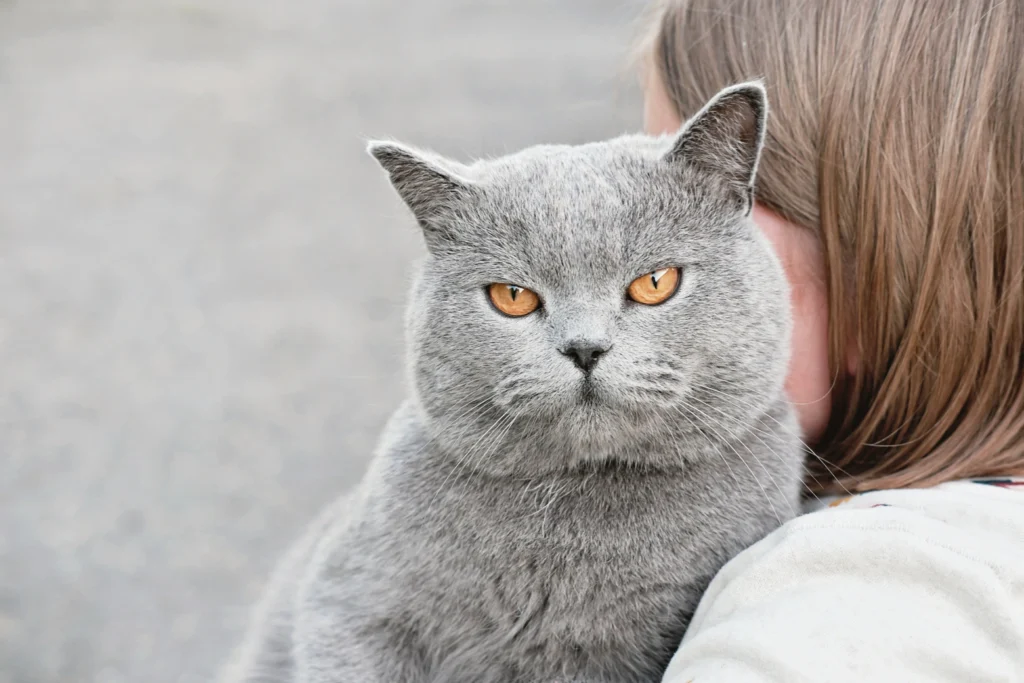 British Kedi