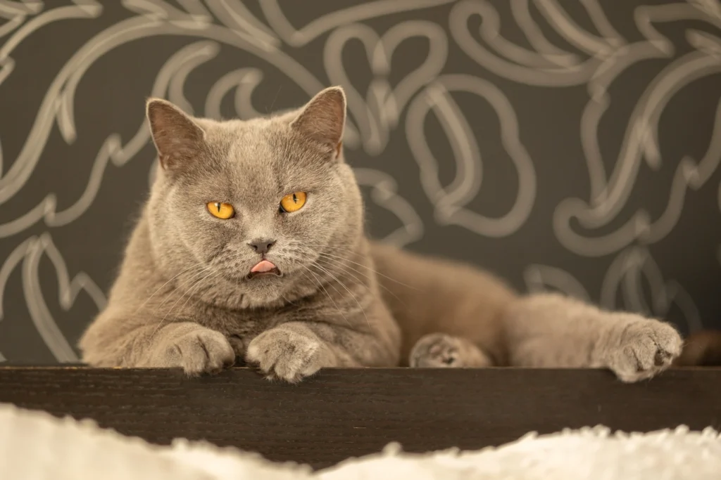 British kedi rehberi