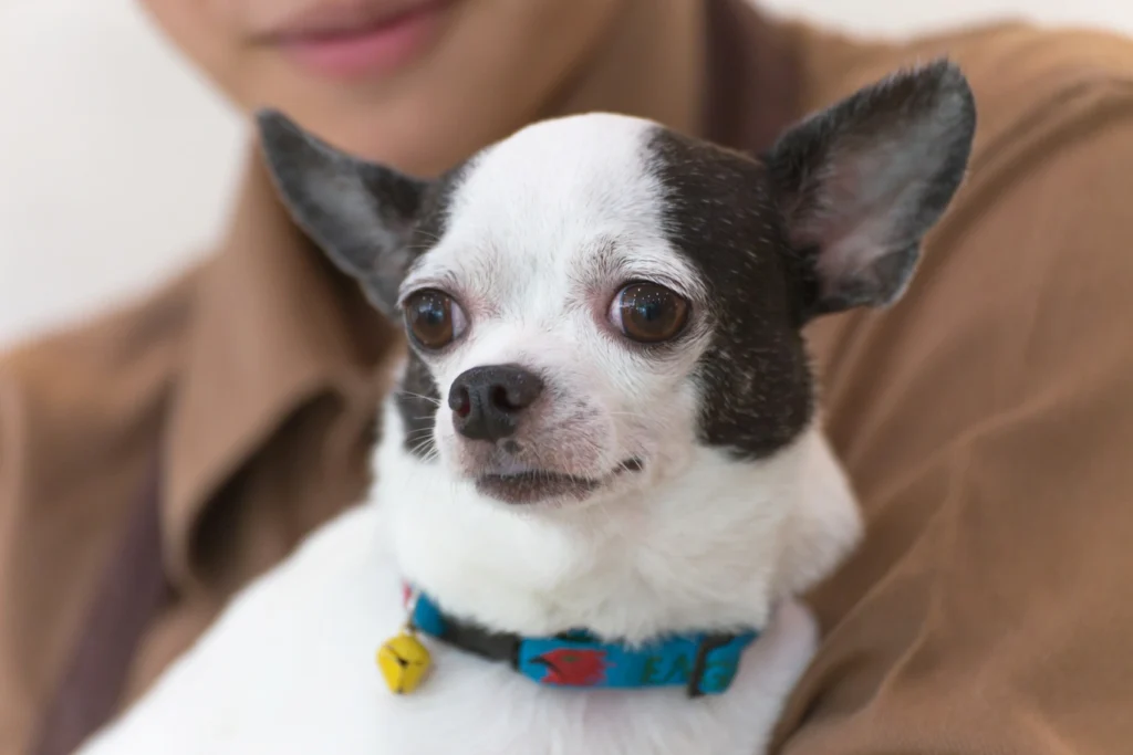 Chihuahua bakımı