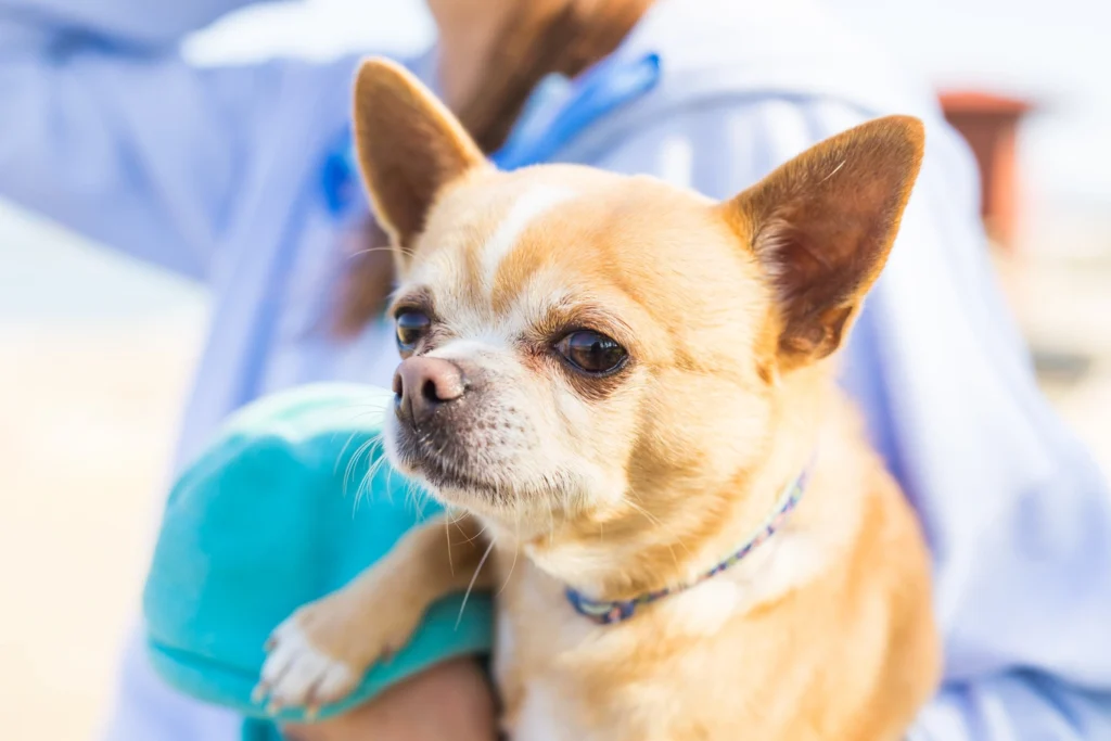 Chihuahua bakımı