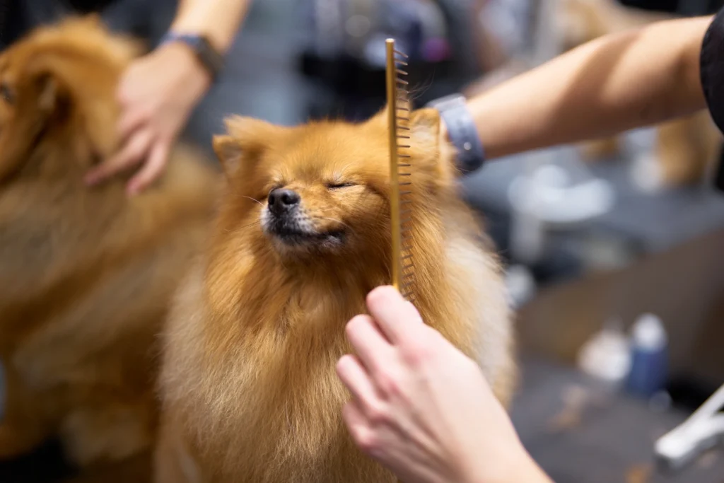 Pomeranian Bakımı