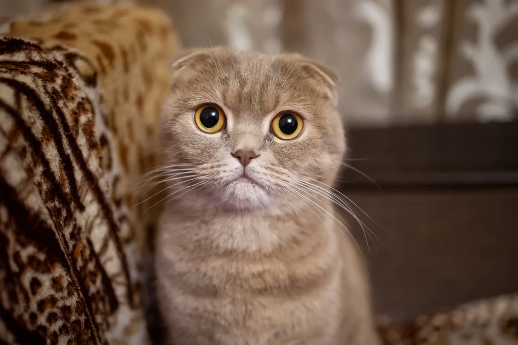 Scottish Fold bakımı