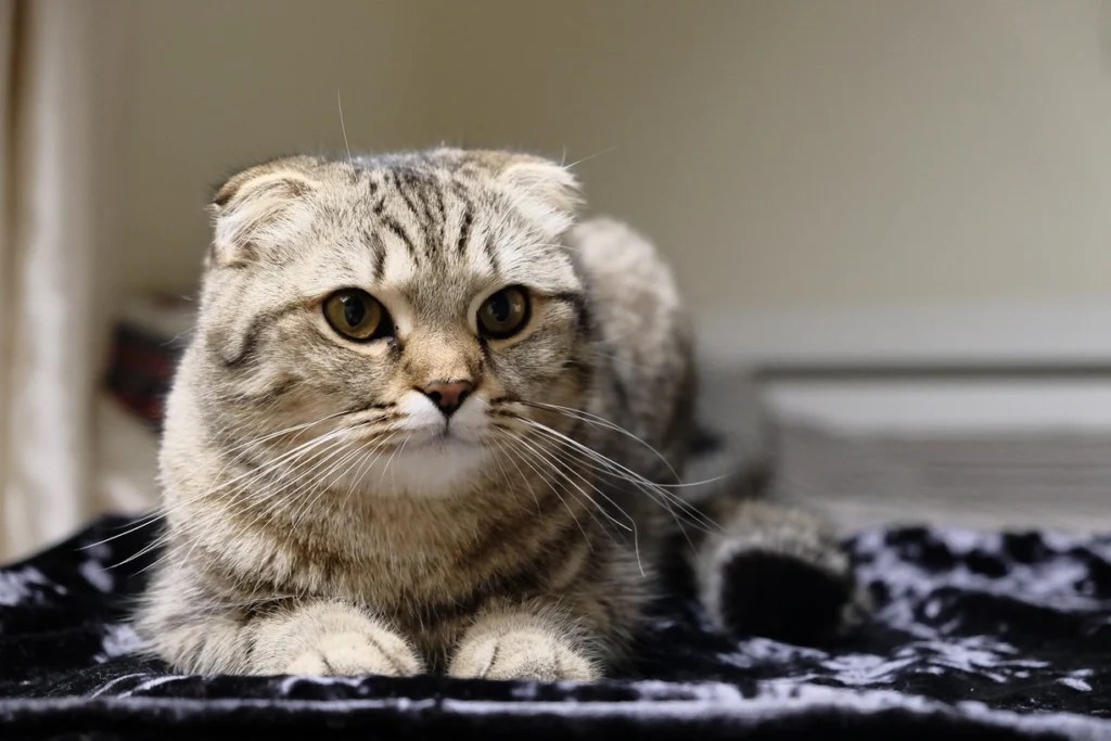 Scottish Fold bakımı