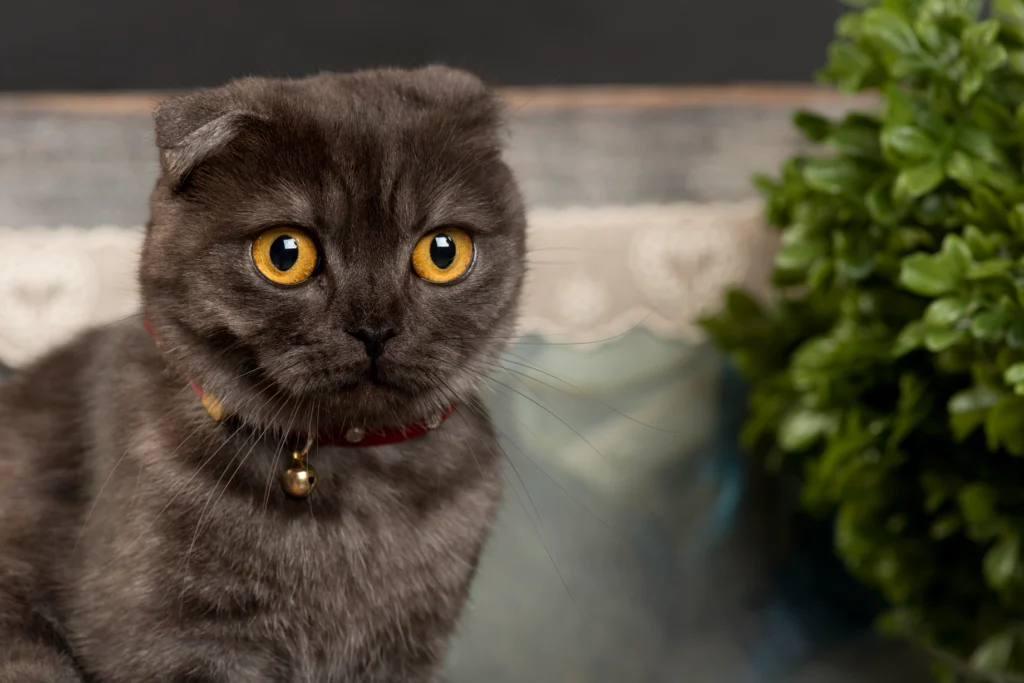 Scottish Fold bakımı