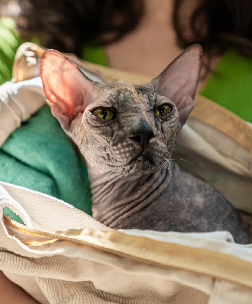 Sphynx kedi bakımı