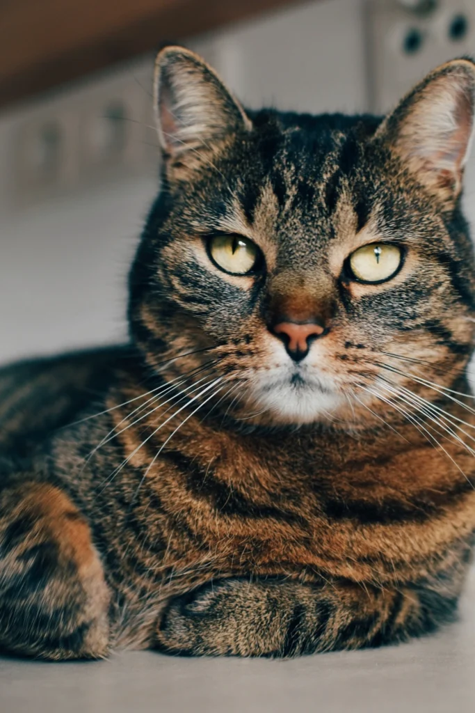 Tekir Kedi Bakımı