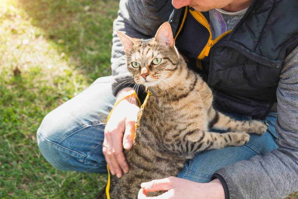 Tekir Kedi Bakımı
