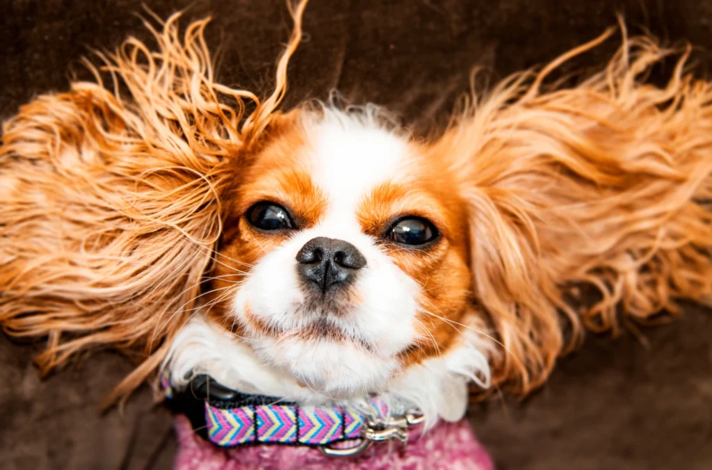 king charles spaniel bakımı