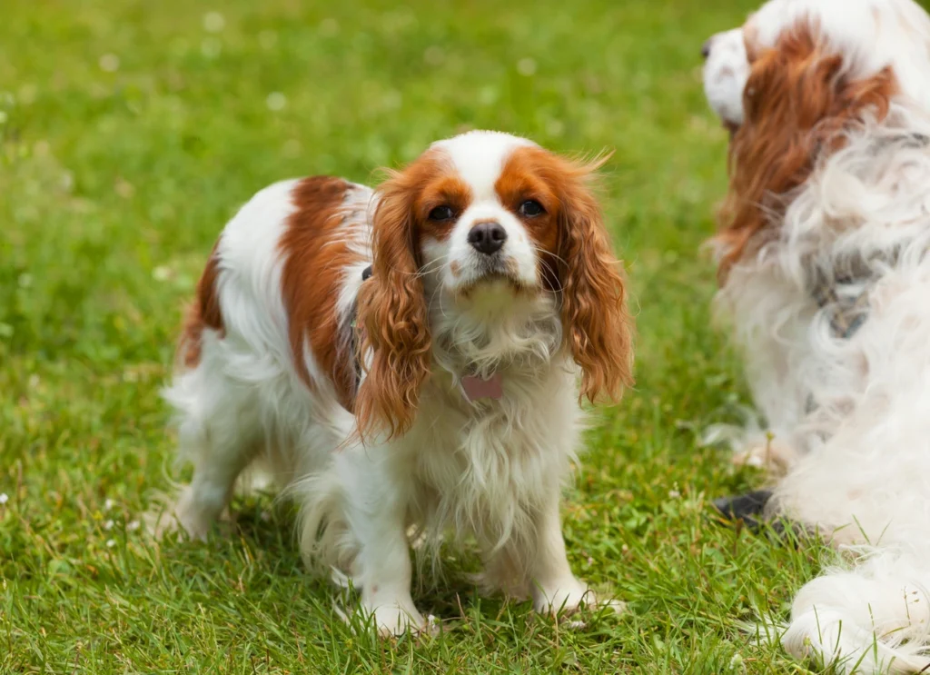 king charles spaniel bakımı