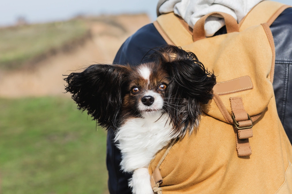 king charles spaniel bakımı