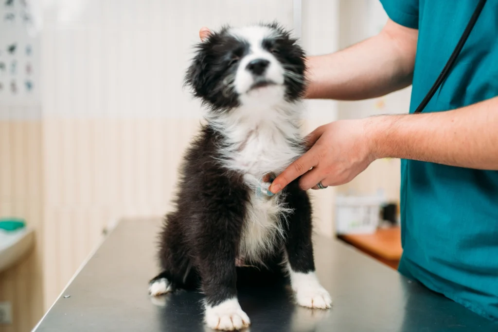 yavru köpek aşı programı