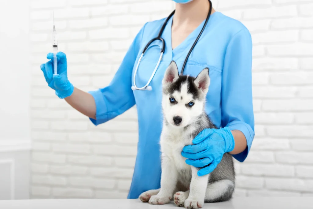 yavru köpek aşı programı