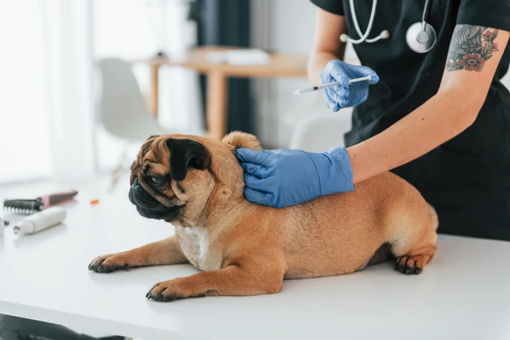 yavru köpek aşı programı