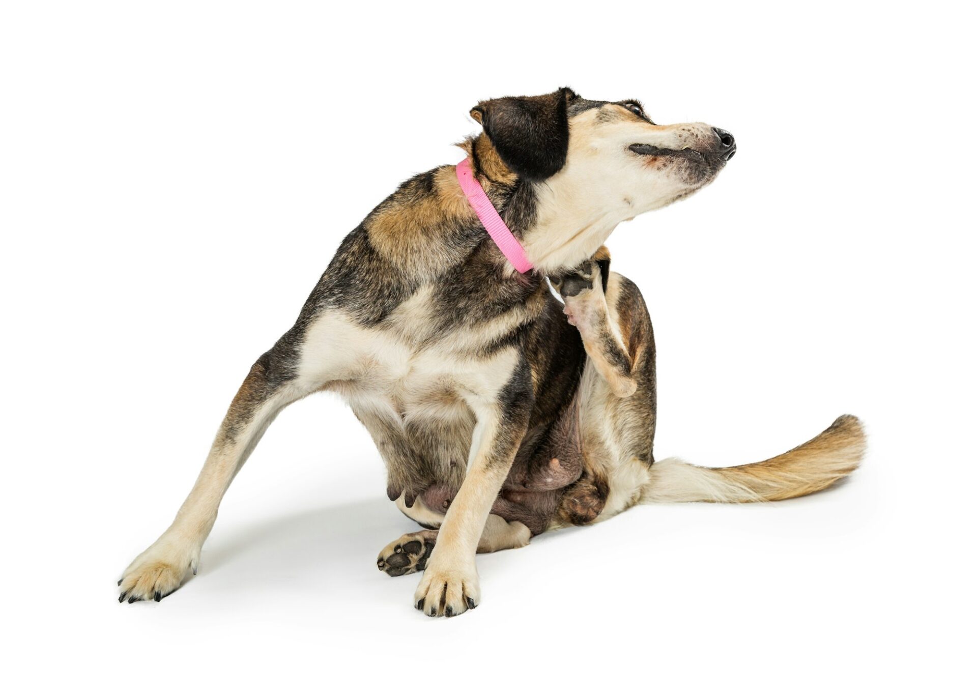 kaşıntılı köpek 3