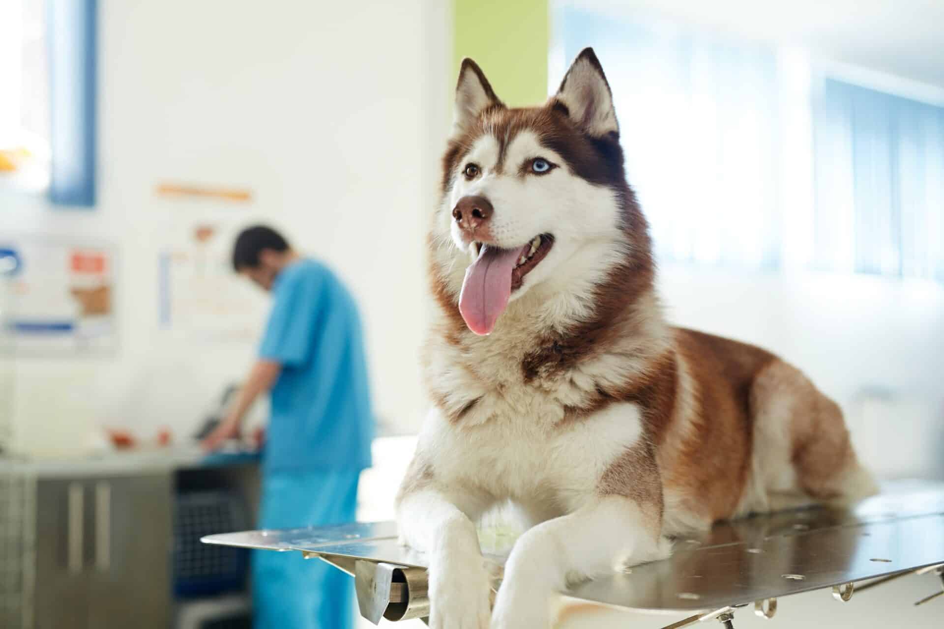 Veterinary Care