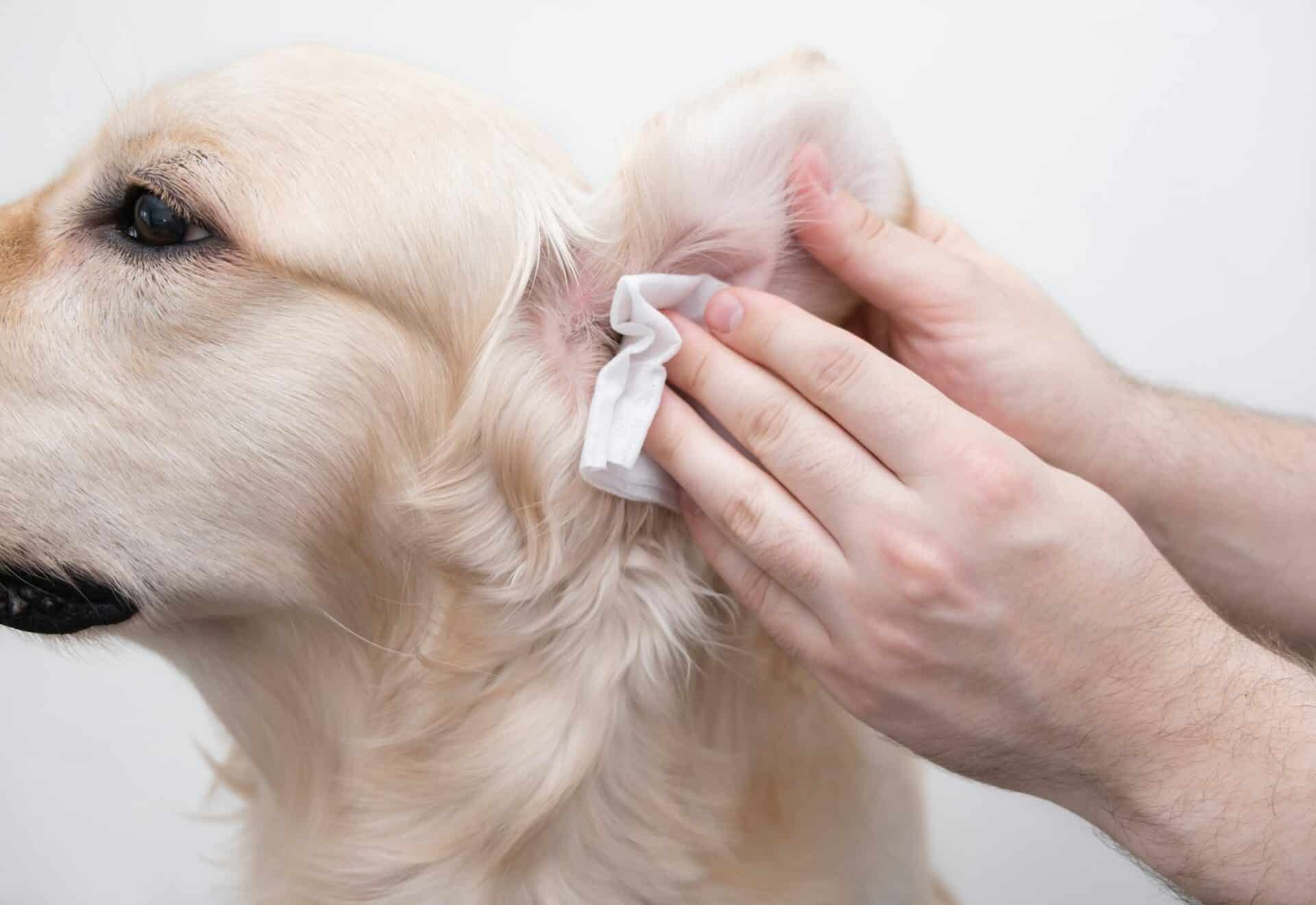 The man is cleaning the dog's ears.
