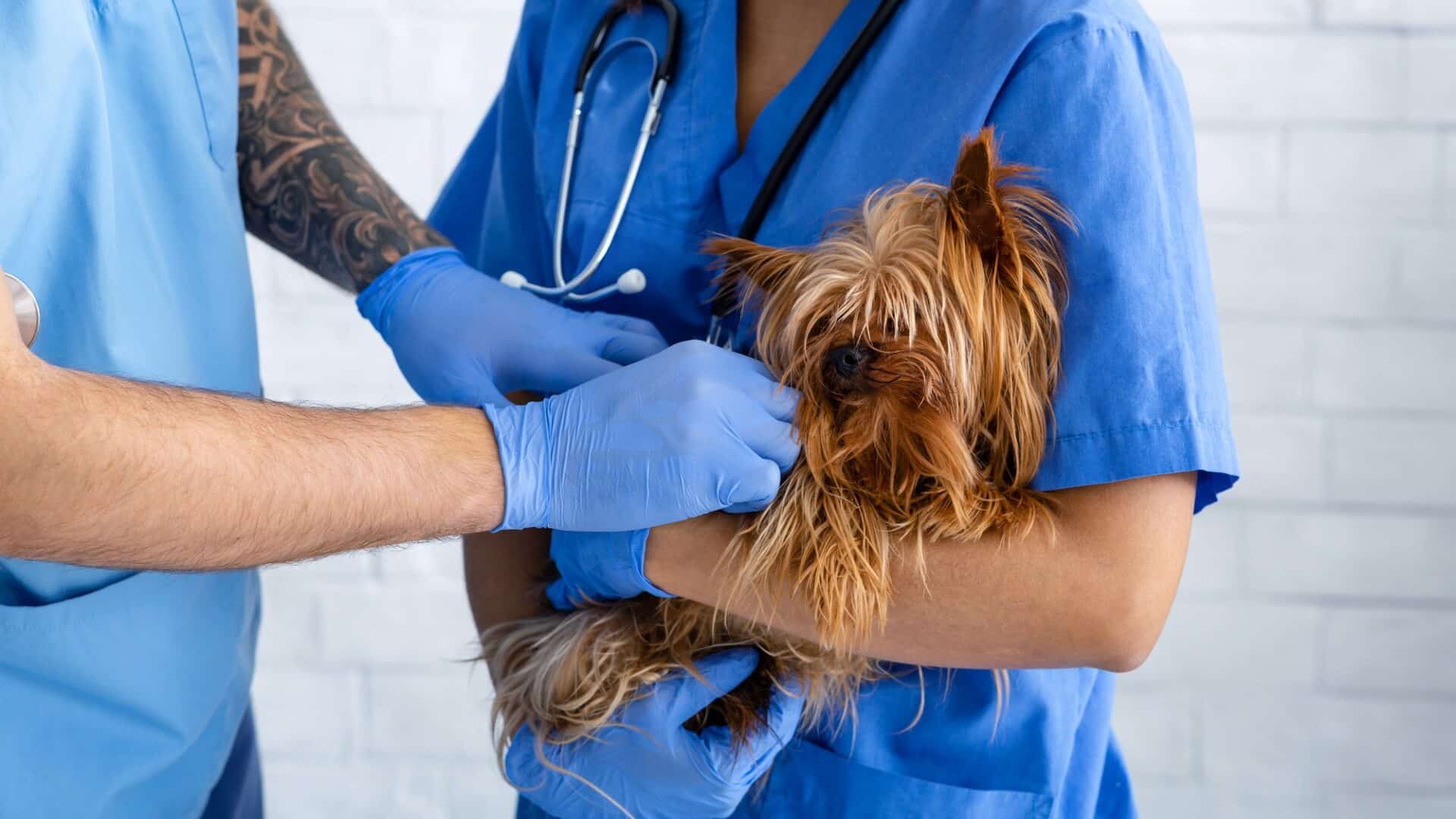 vet-doctors-working-with-little-dog-at-animal-clinic-close-up.jpg vet-doctors-working-with-little-dog-at-animal-clinic-close-up.jpg
