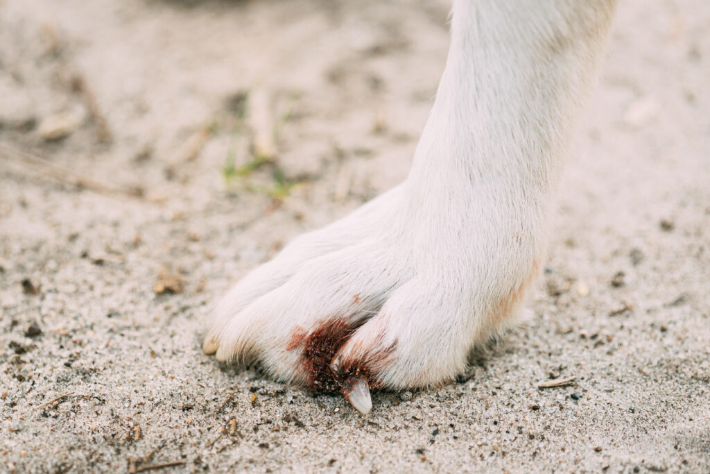 Köpek patisinde ve parmak aralarında görülen kızarıklıklar