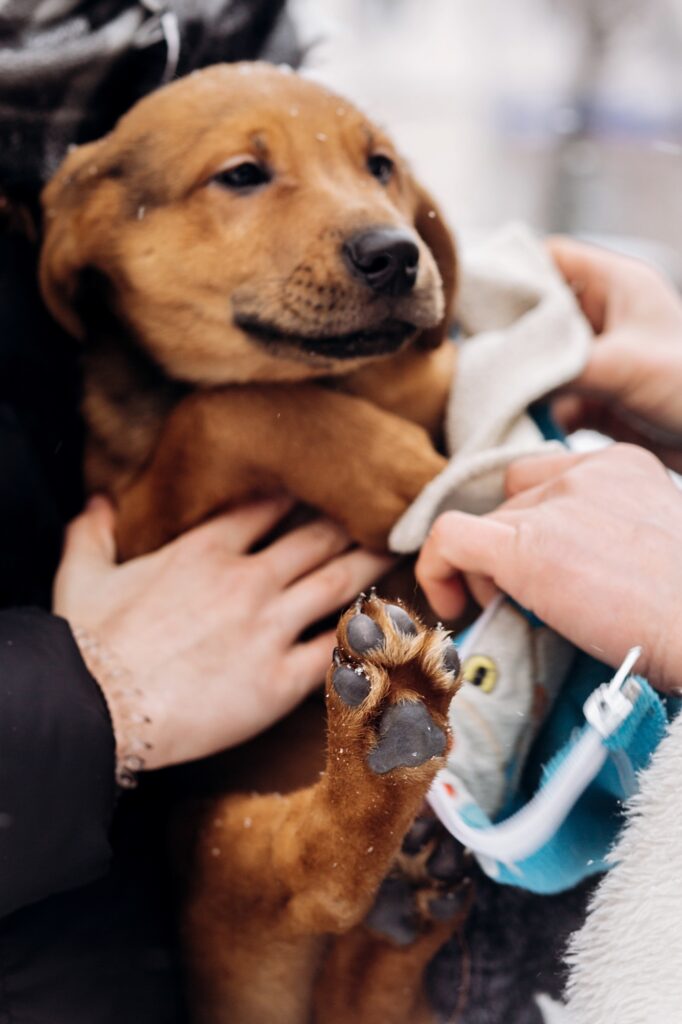 Köpek patilerinin temizlik ve bakımı-2