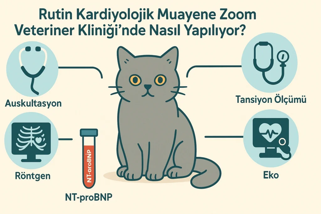 British Shorthair Kalp Muayenesi