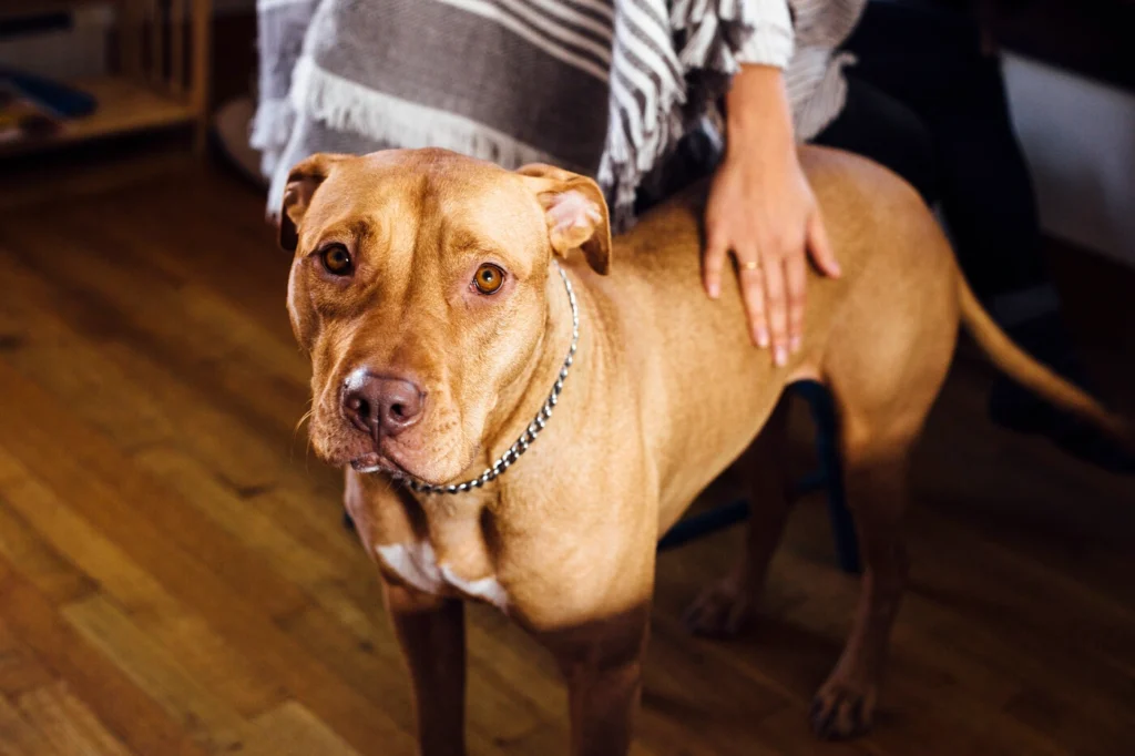 Home Veterinary Service