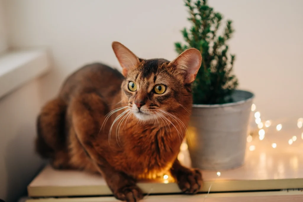 Home Veterinary Service