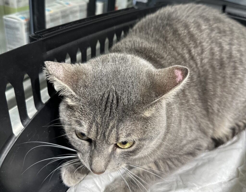 Kedi ve köpeklerde görülen deri hastalıklarının teşhis ve tedavisi