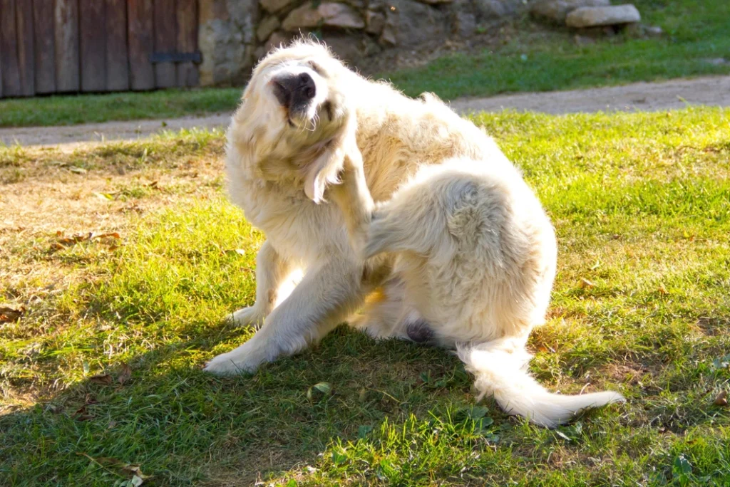 Köpeklerde Cytopoint kullanımı