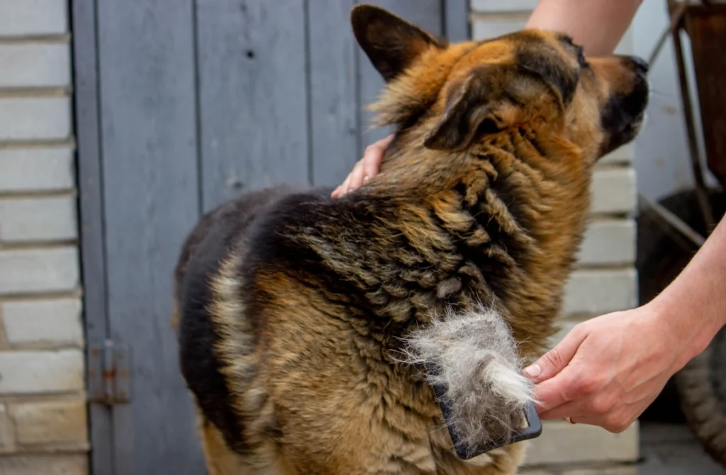 Köpeklerde Cytopoint kullanımı