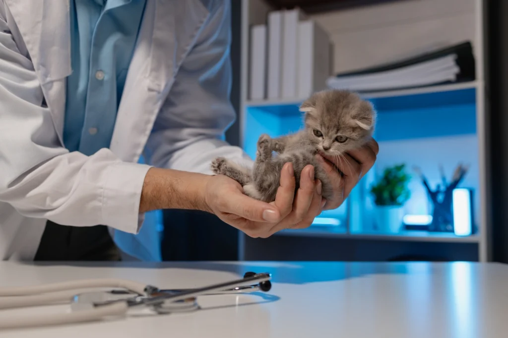 Yavru Kedi Aşı Programı