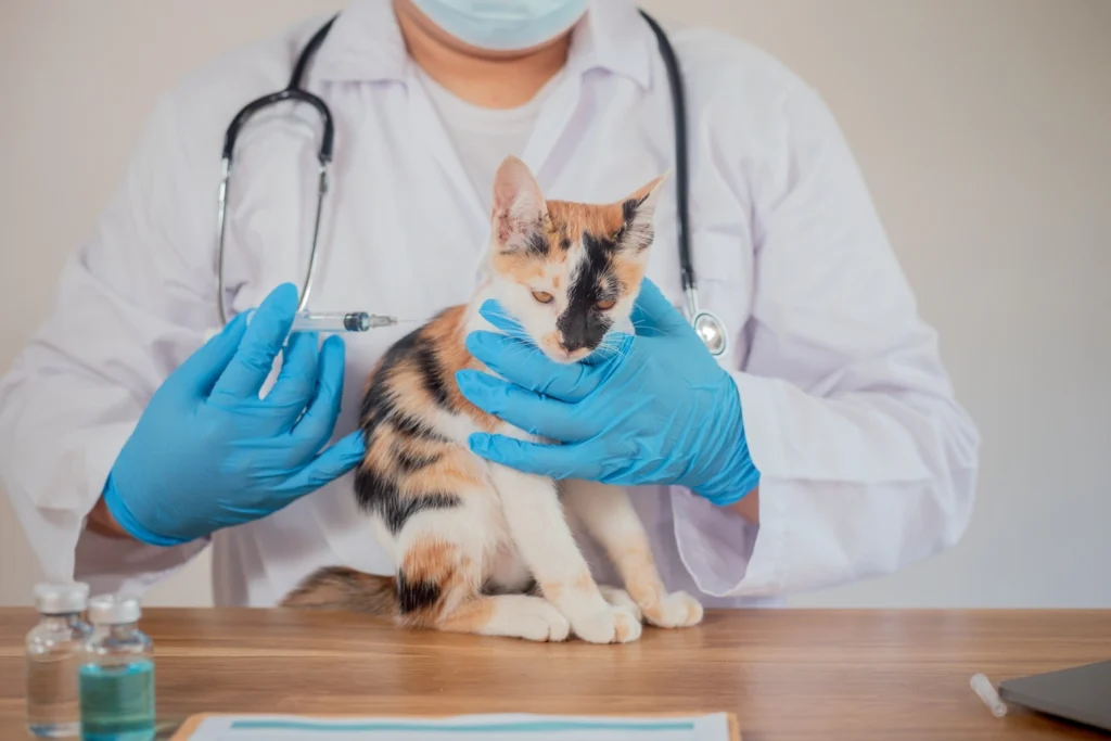 Yavru Kedi Aşı Programı