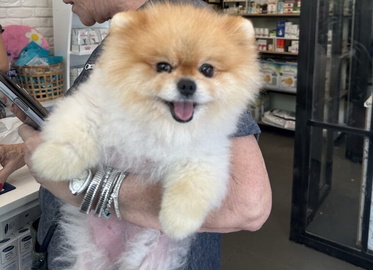 Pomeranian Tüy Dökülmesi