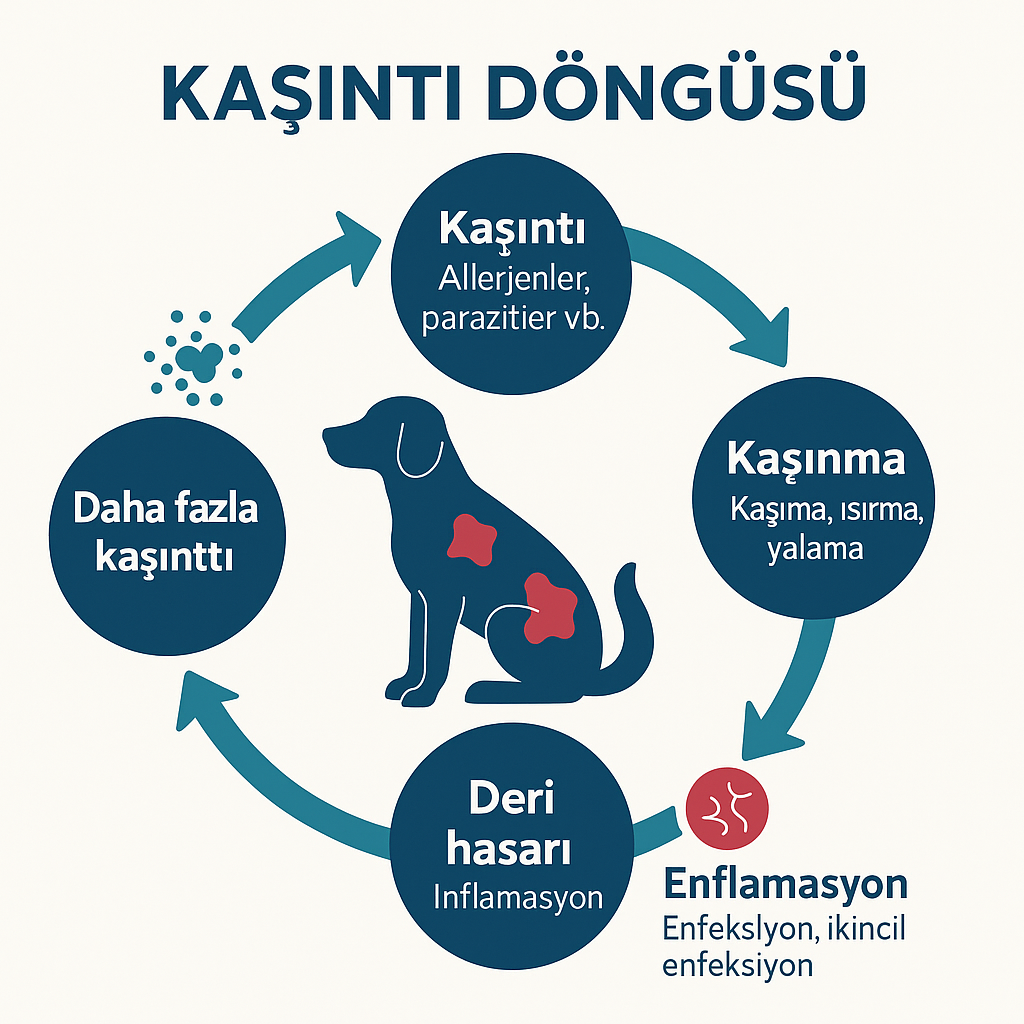 Köpeklerde kaşıntı döngüsü