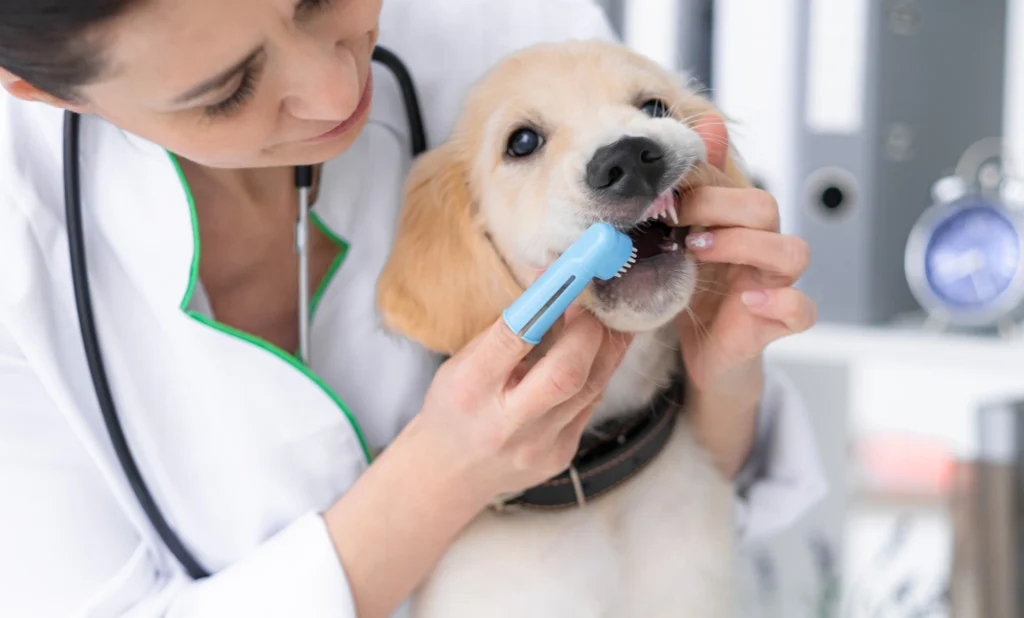 Köpeklerde Diş Taşı Temizliği 