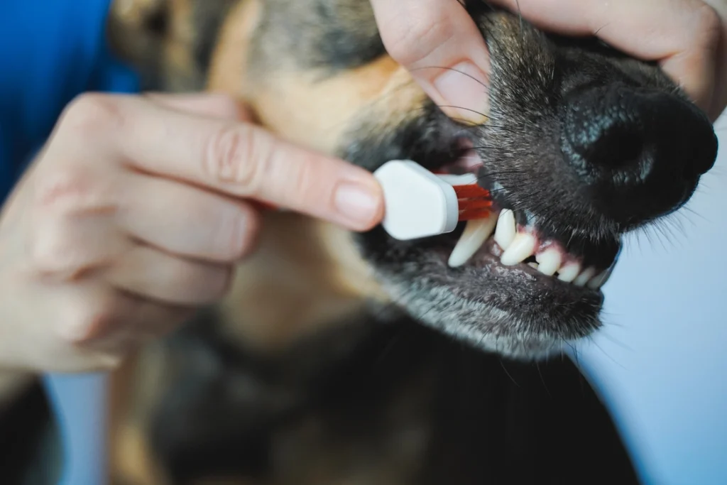 Köpeklerde Diş Taşı Temizliği 