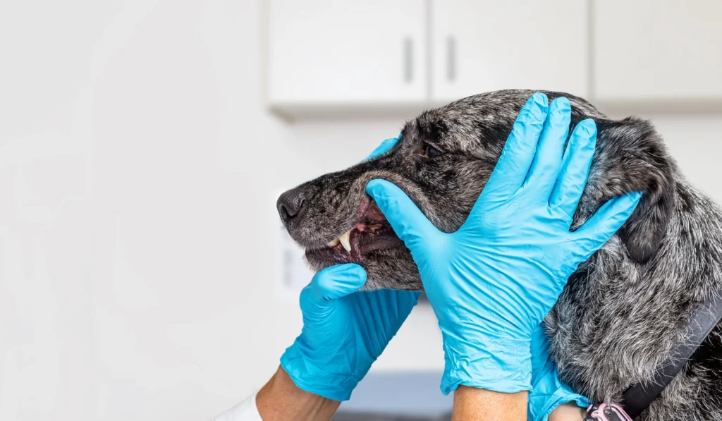Köpeklerde Diş Taşı Temizliği 