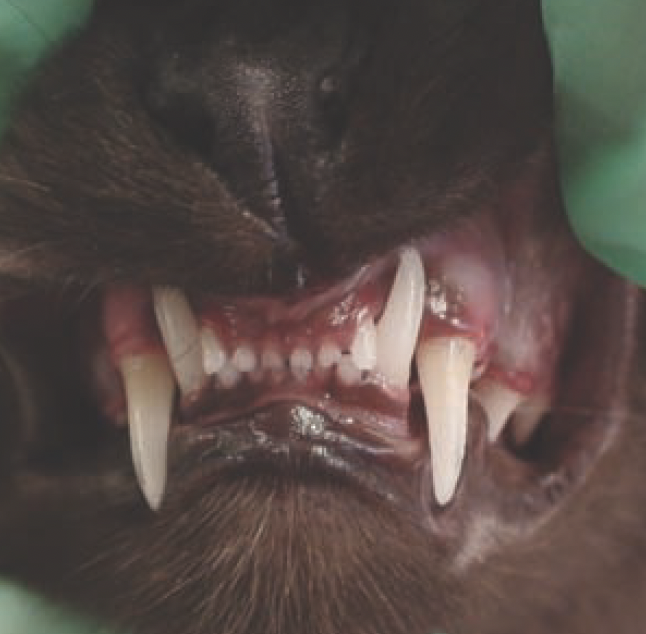 Front (rostral) view showing normalincisor and canine occlusion